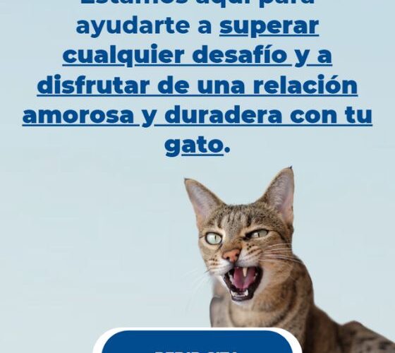 Problemas de comportamiento en gatos