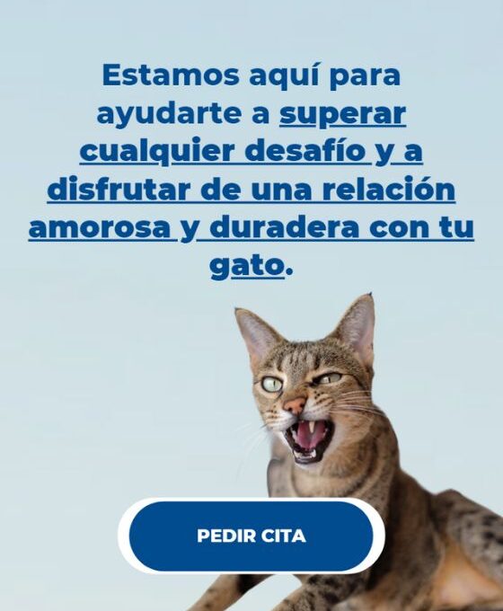 Problemas de comportamiento en gatos