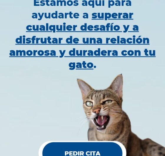 Problemas de comportamiento en gatos