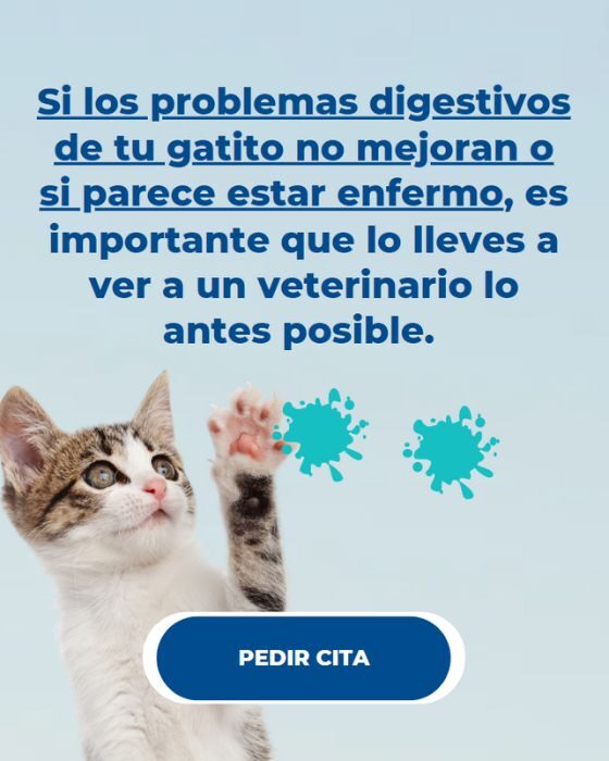 Problemas digestivos comunes en gatitos