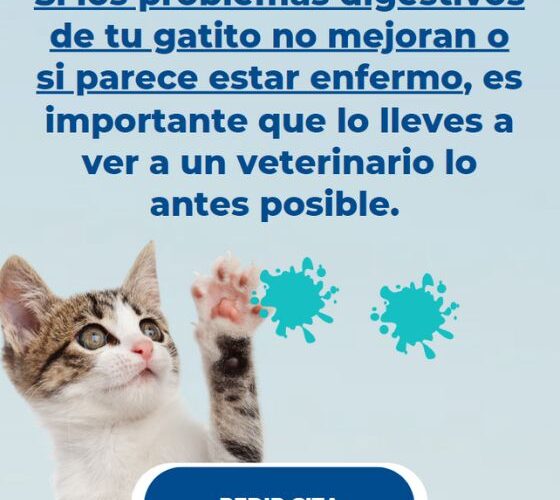 Problemas digestivos comunes en gatitos