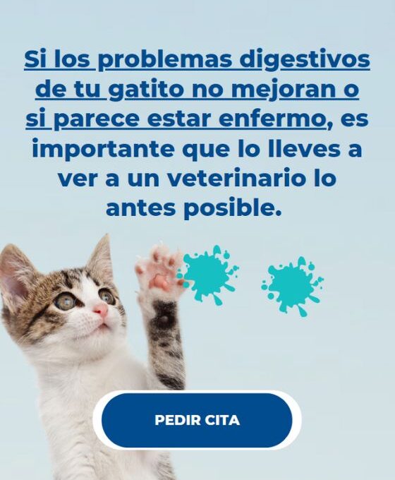 Problemas digestivos comunes en gatitos