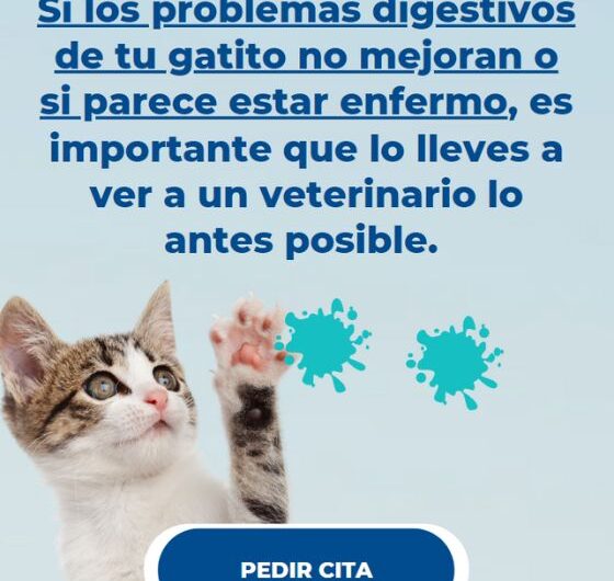 Problemas digestivos comunes en gatitos