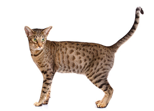 Gato ocicat: características y cuidados