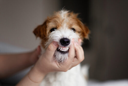 ¿Cómo aliviar el dolor de dientes en perros?