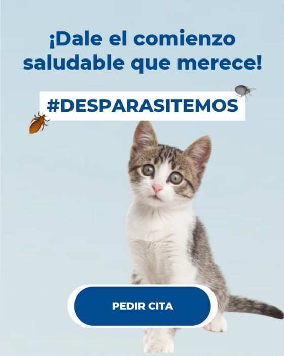 La primera consulta veterinaria de tu gatito