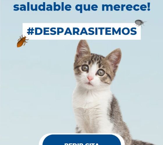 La primera consulta veterinaria de tu gatito