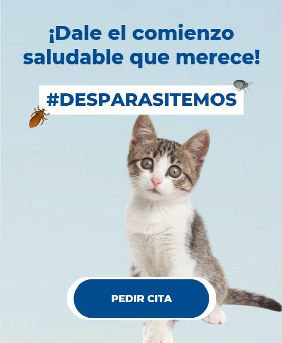La primera consulta veterinaria de tu gatito