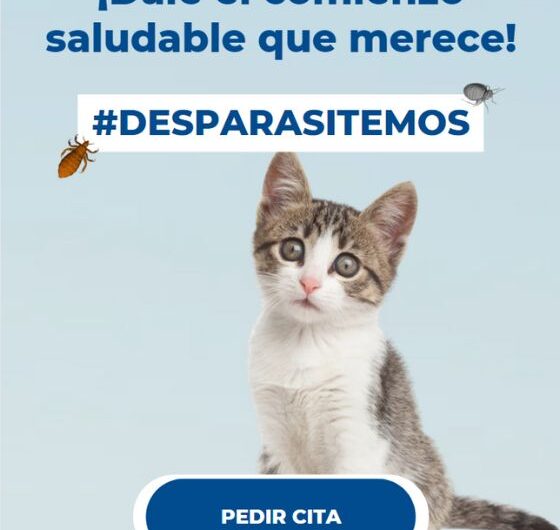 La primera consulta veterinaria de tu gatito