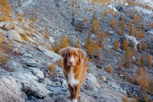 Cobrador o retriever de Nueva Escocia