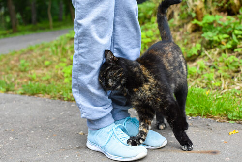 Por qué los gatos eligen a una persona