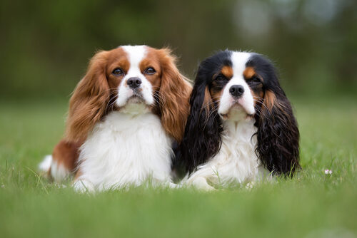 Características del cavalier King Charles spaniel