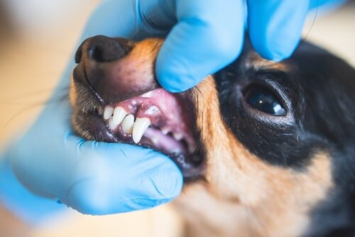 ¿Cuándo cambian los dientes los perros?