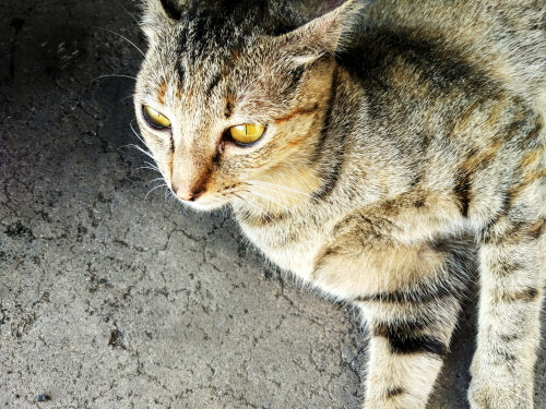 Características del gato sokoke