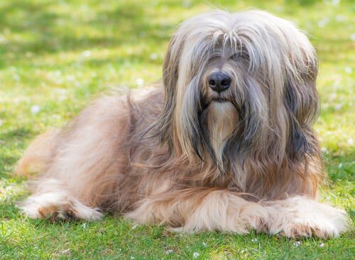 Terrier tibetano: características y cuidados