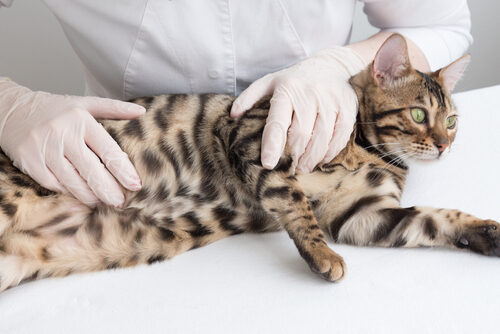 Lipidosis hepática en gatos: síntomas, causas y tratamiento