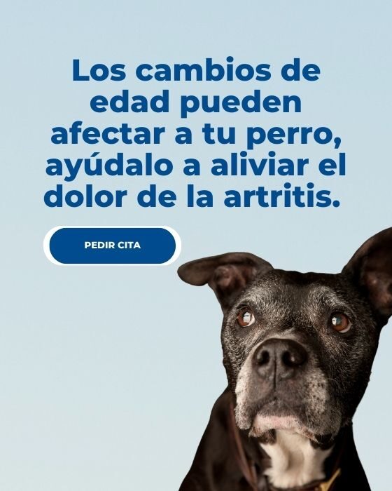 Artritis en perros: síntomas y soluciones