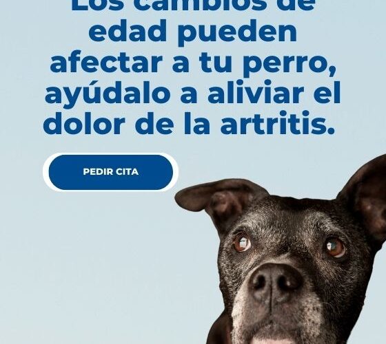 Artritis en perros: síntomas y soluciones