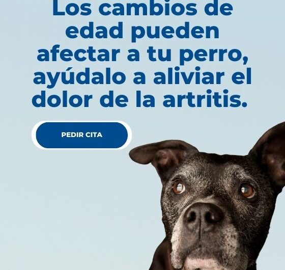 Artritis en perros: síntomas y soluciones