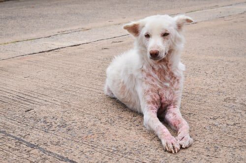 Dermatitis causada por parásitos en perros