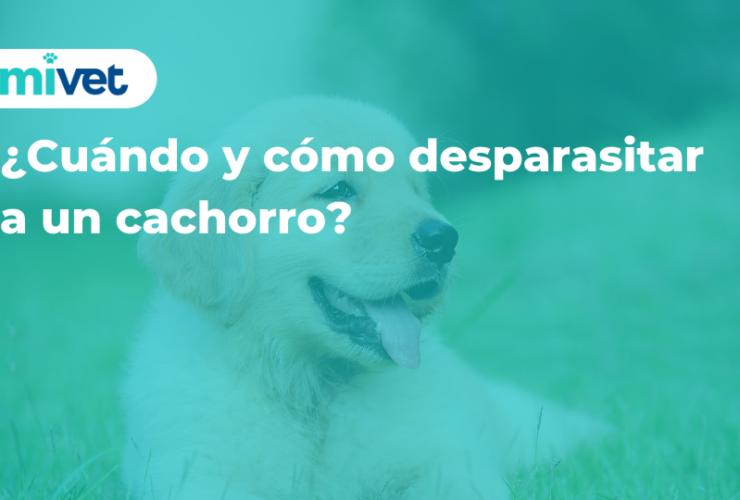 Problemas respiratorios derivados de parásitos en perros