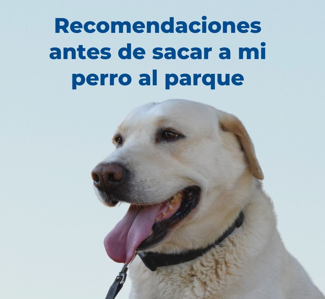 Recomendaciones antes de sacar a mi perro al parque