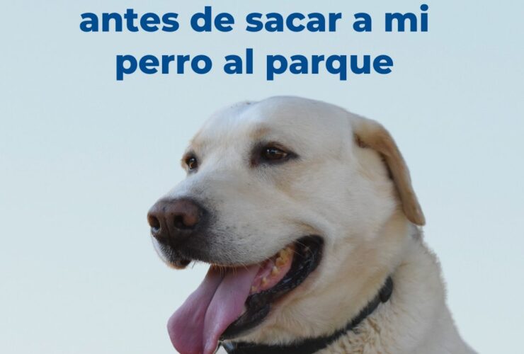 Recomendaciones antes de sacar a mi perro al parque