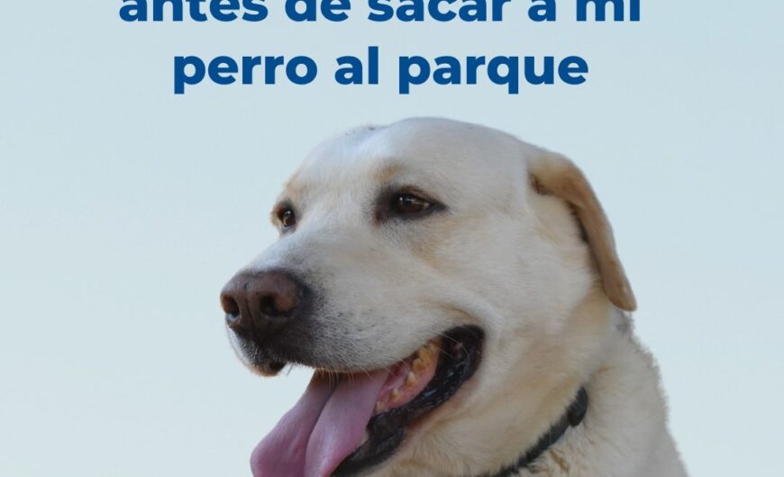 Recomendaciones antes de sacar a mi perro al parque