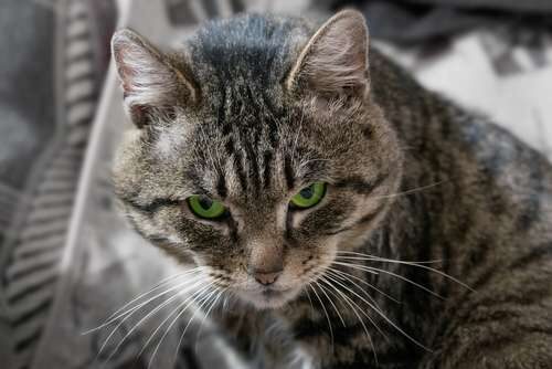Insuficiencia renal crónica en gatos: síntomas y tratamiento Insuficiencia renal crónica en gatos: síntomas y tratamiento