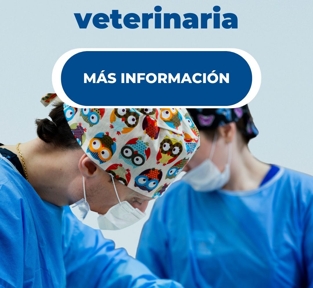 Cirugías de perros: todo lo que debes saber