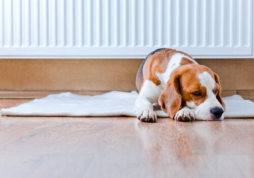 Síntomas de fiebre en perros