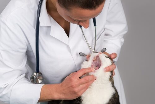 Gingivoestomatitis en gatos: síntomas y tratamiento