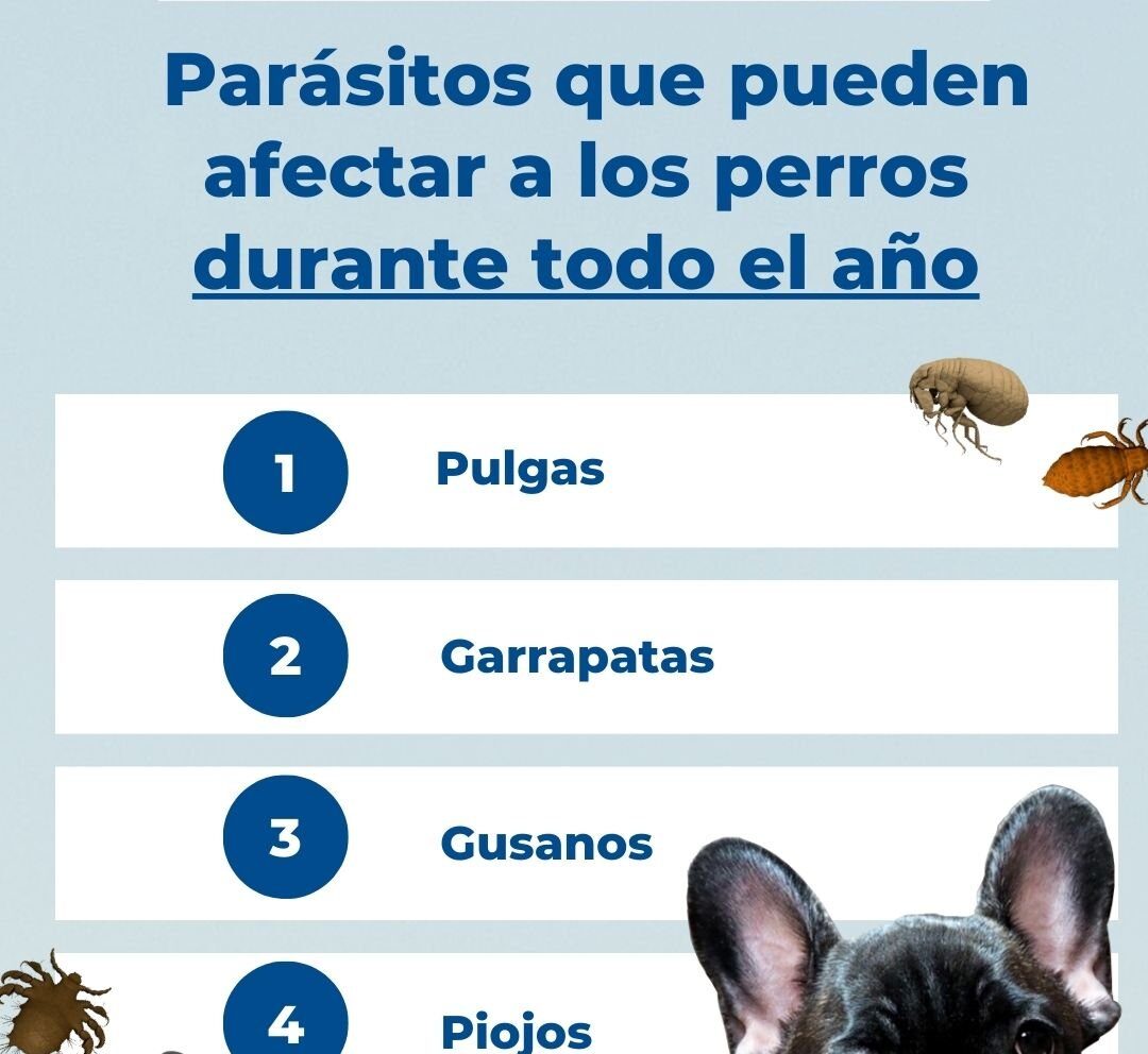 Desparasitación para perros entre 2-5 años