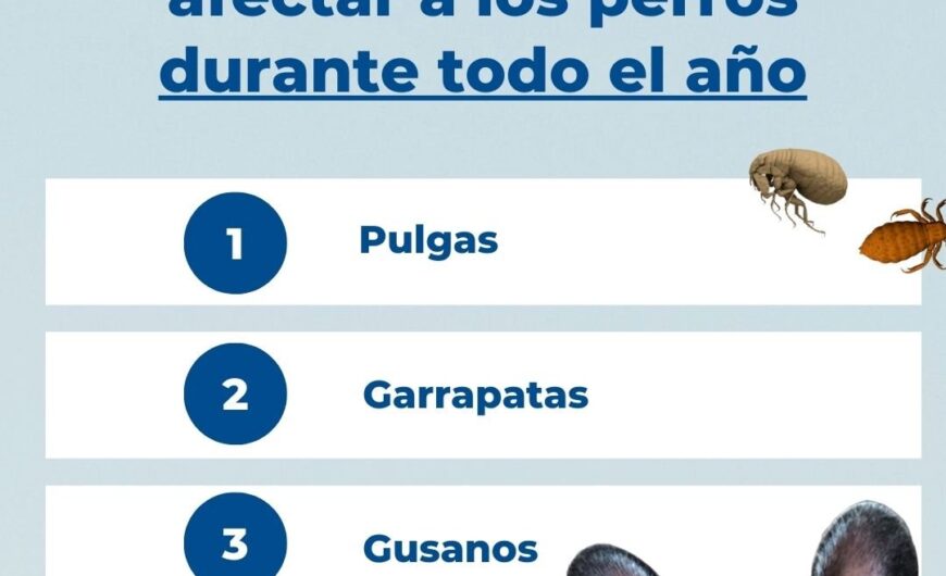 Desparasitación para perros entre 2-5 años