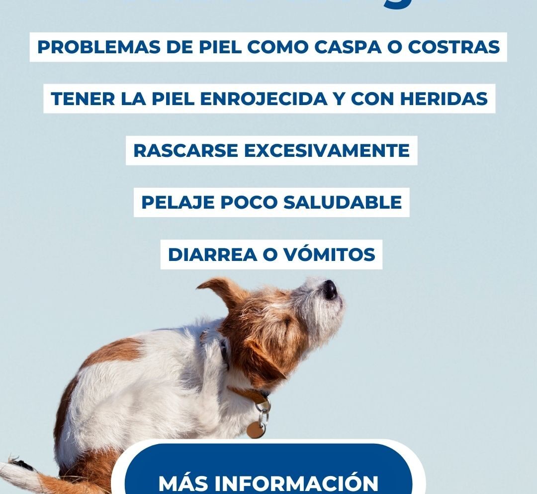 Alergias más comunes en perros y sus síntomas