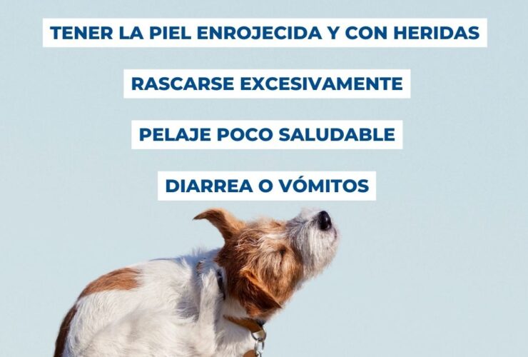 Alergias más comunes en perros y sus síntomas