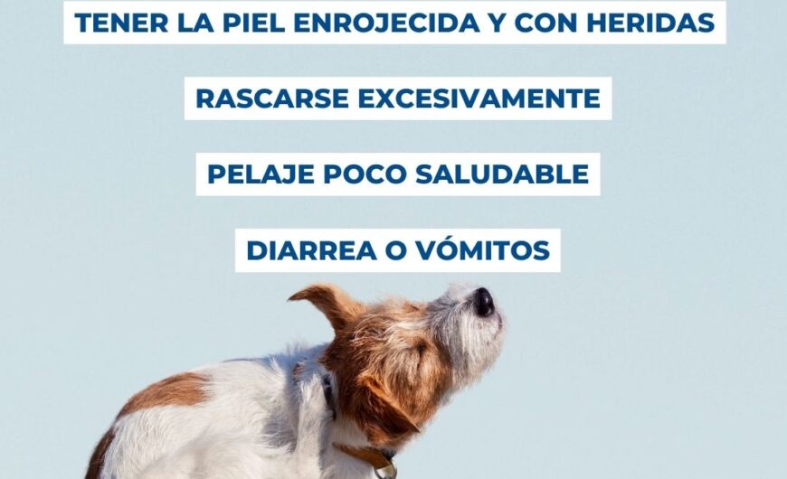 Alergias más comunes en perros y sus síntomas