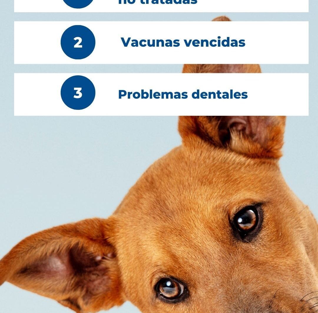 Riesgos de no llevar a tu perro al veterinario