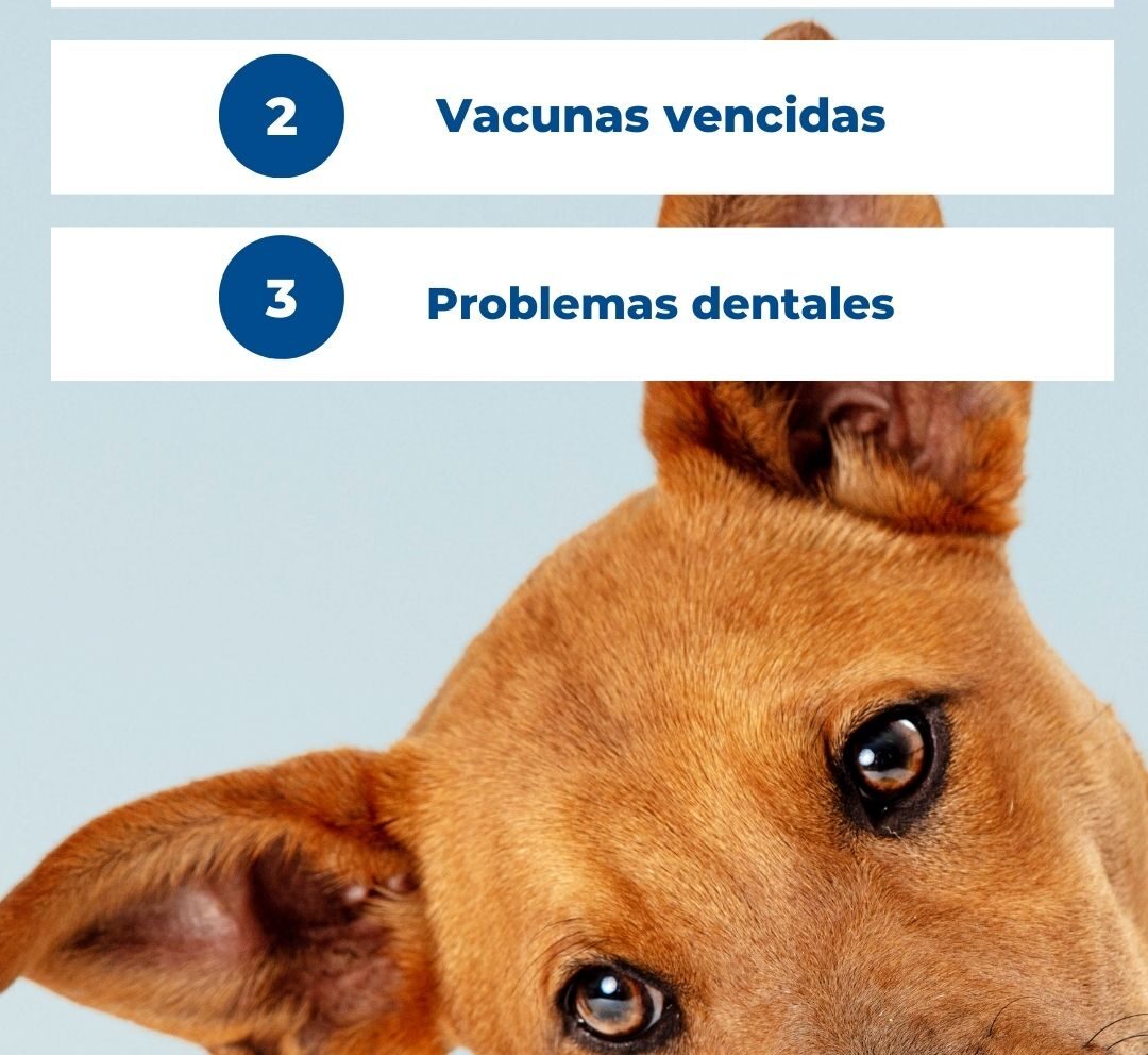 Riesgos de no llevar a tu perro al veterinario