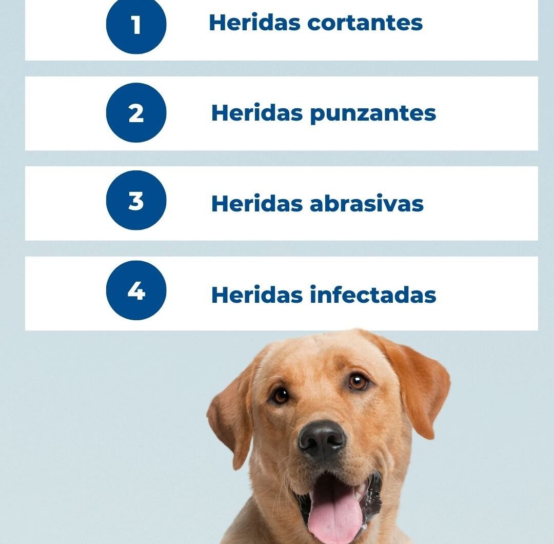 Estas son las heridas por las que tu perro debería ir al veterinario