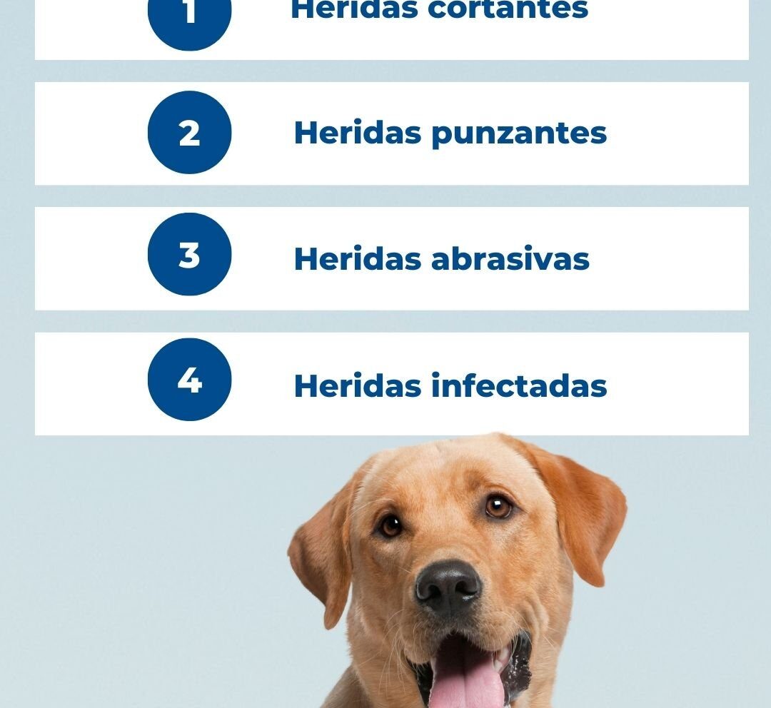 Estas son las heridas por las que tu perro debería ir al veterinario