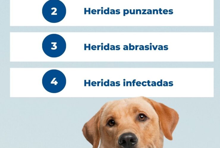 Estas son las heridas por las que tu perro debería ir al veterinario