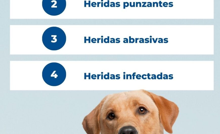 Estas son las heridas por las que tu perro debería ir al veterinario