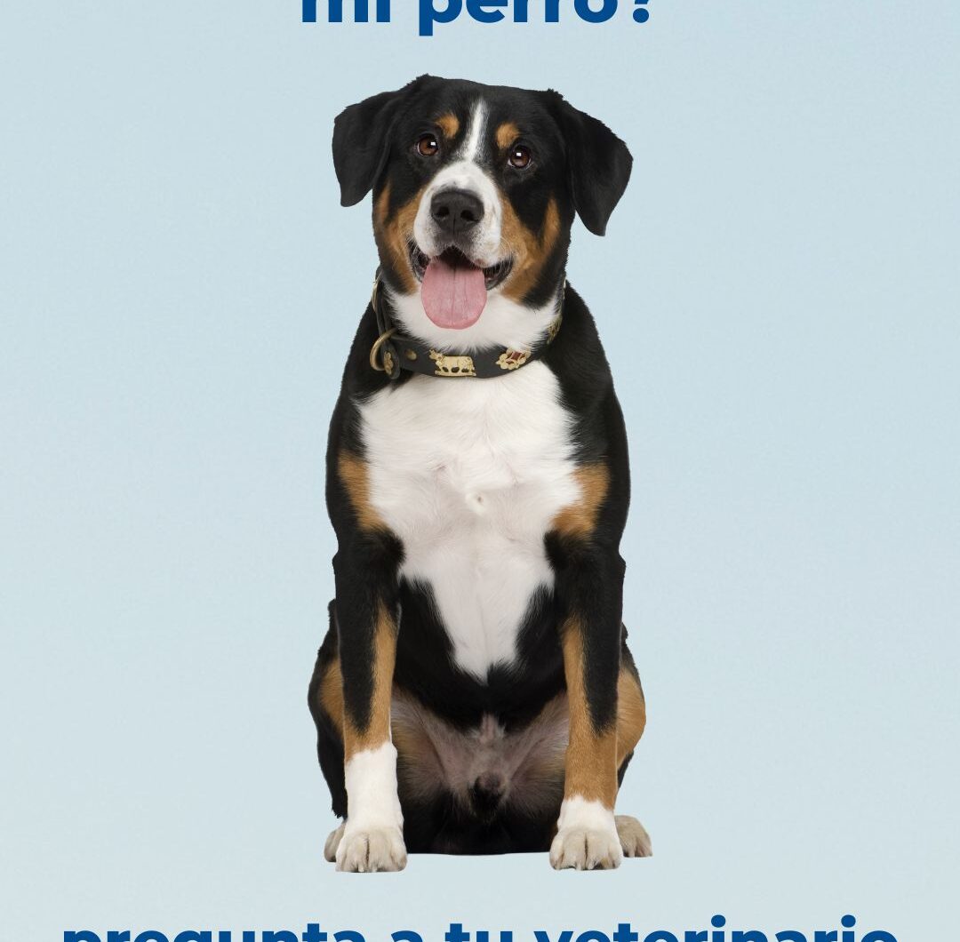 ¿Qué dieta debe seguir mi perro?