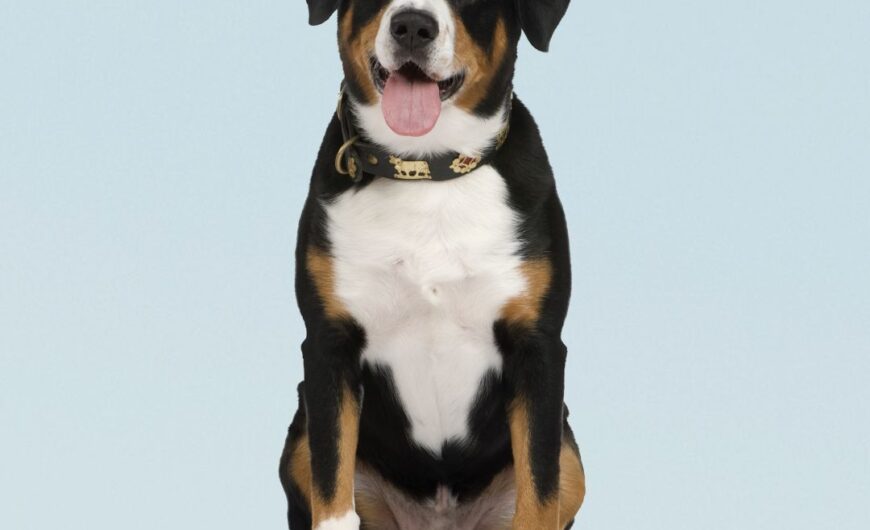 ¿Qué dieta debe seguir mi perro?