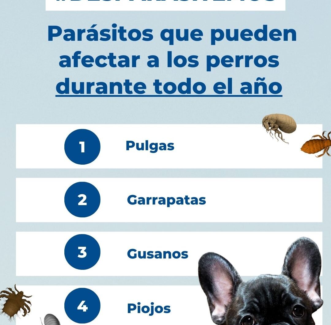 Los parásitos que pueden afectar a tu perro
