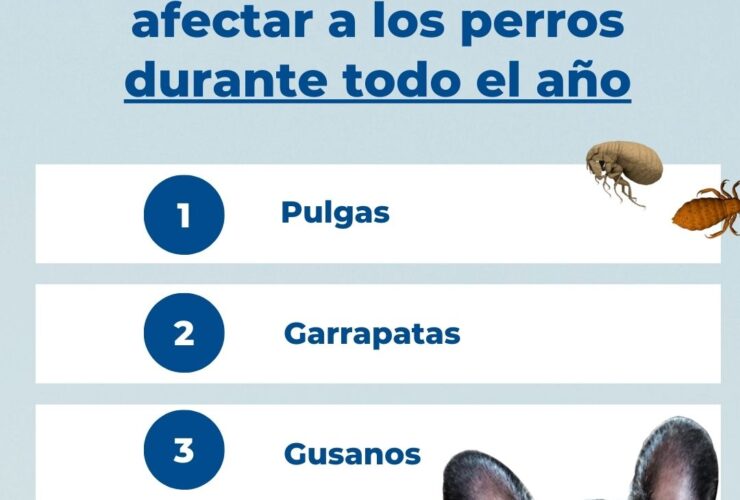 Los parásitos que pueden afectar a tu perro