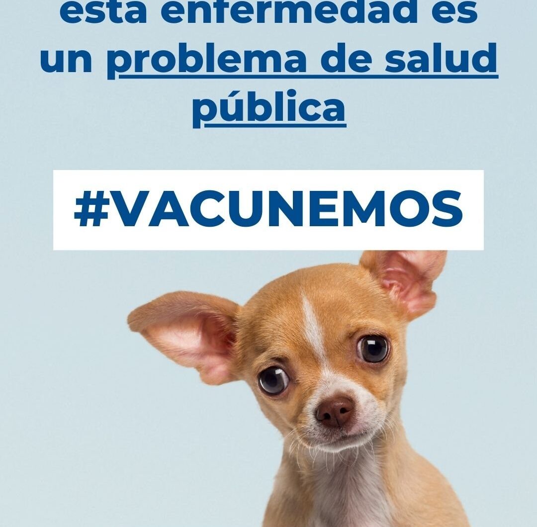La importancia de la vacuna de la rabia en perros