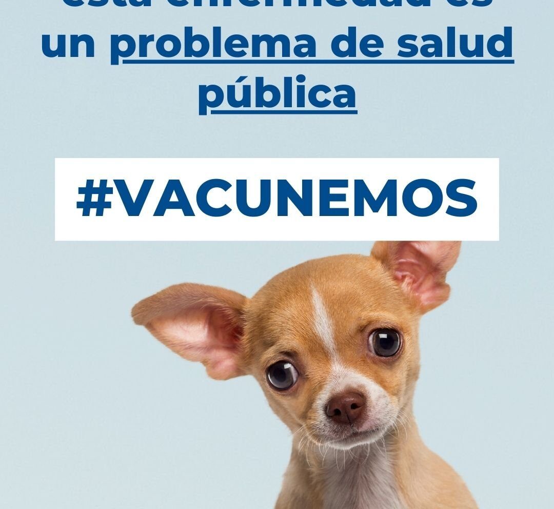 La importancia de la vacuna de la rabia en perros