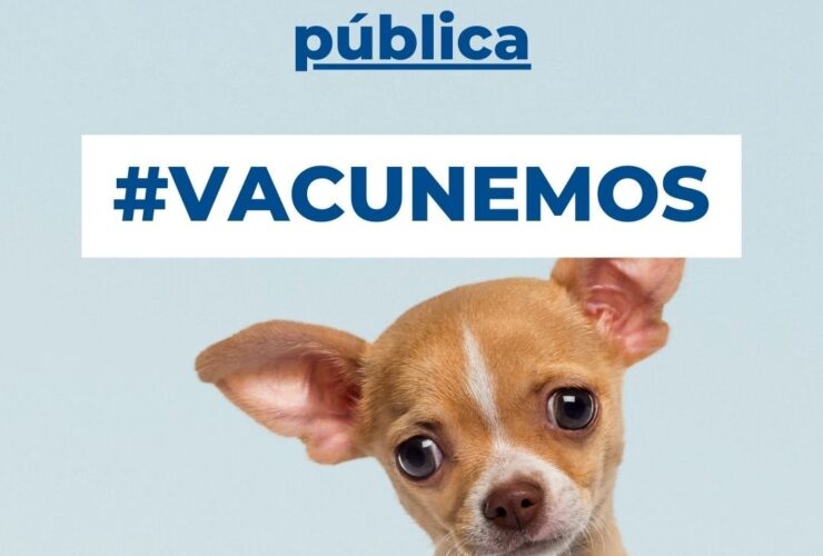 La importancia de la vacuna de la rabia en perros